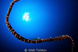 Wire coral and the sun by Gleb Tolstov 